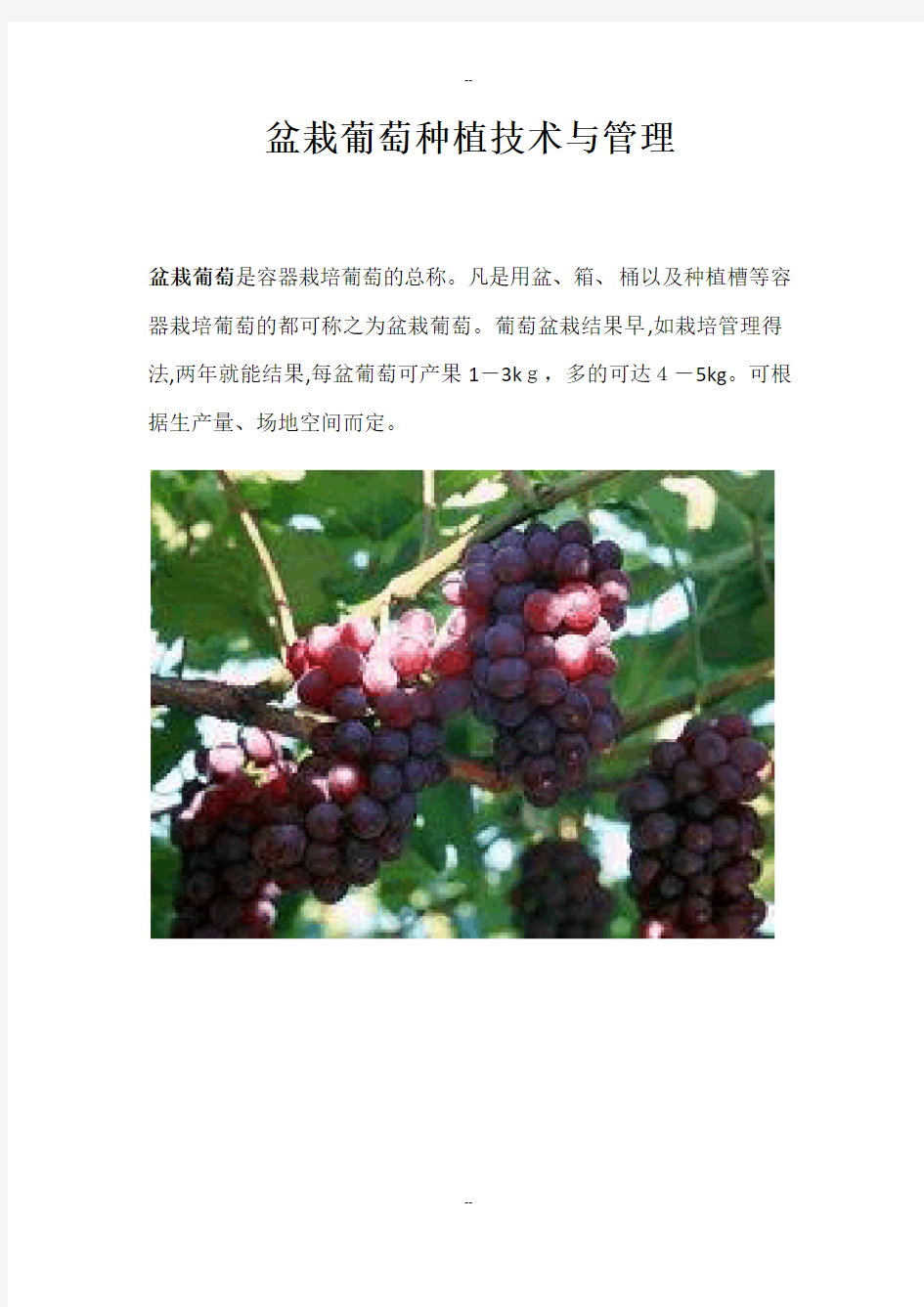 盆栽葡萄种植技术与管理