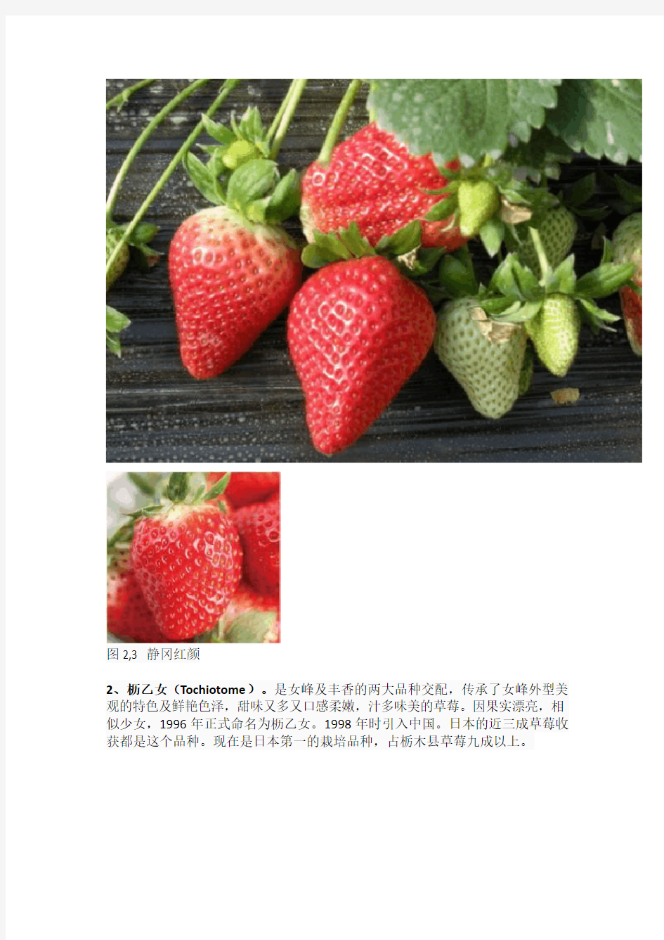 世界草莓品种2000多种