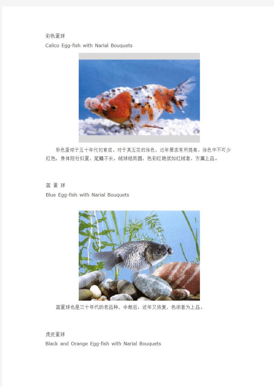 中国金鱼品种赏析之蛋种金鱼