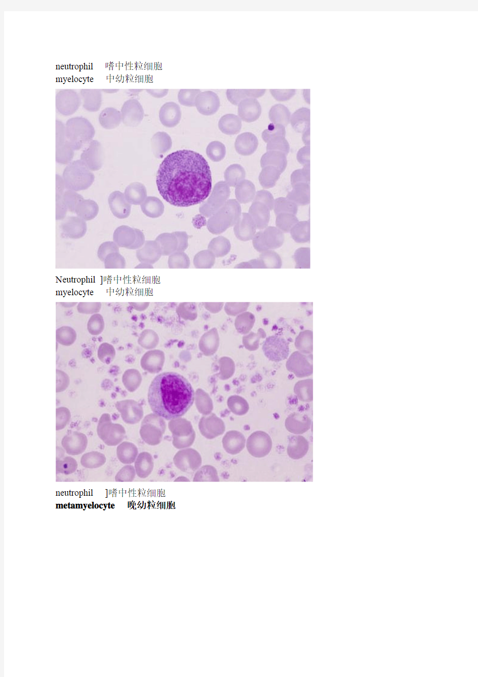 外国网站高清血细胞图谱