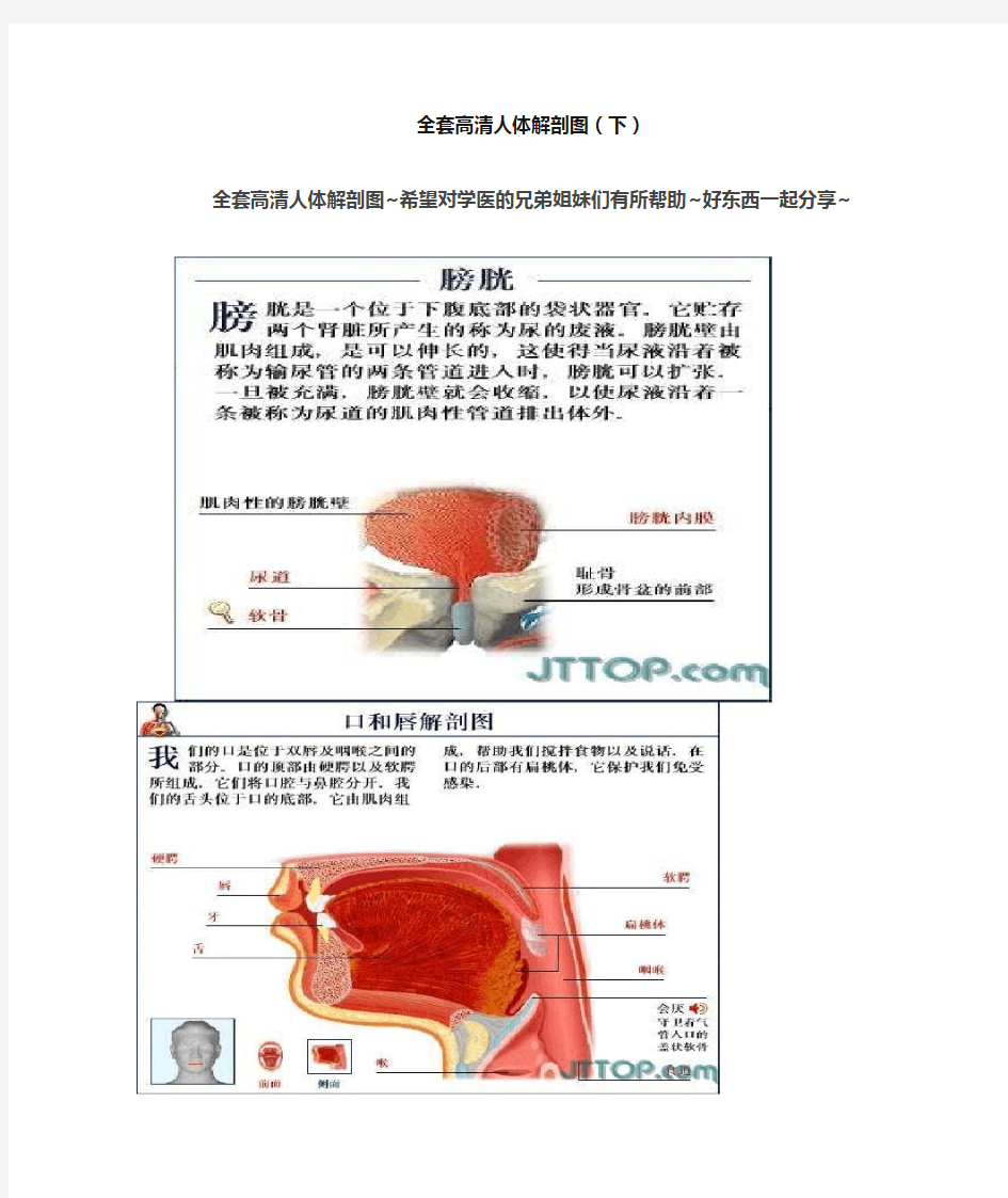 全套高清人体解剖图(下)