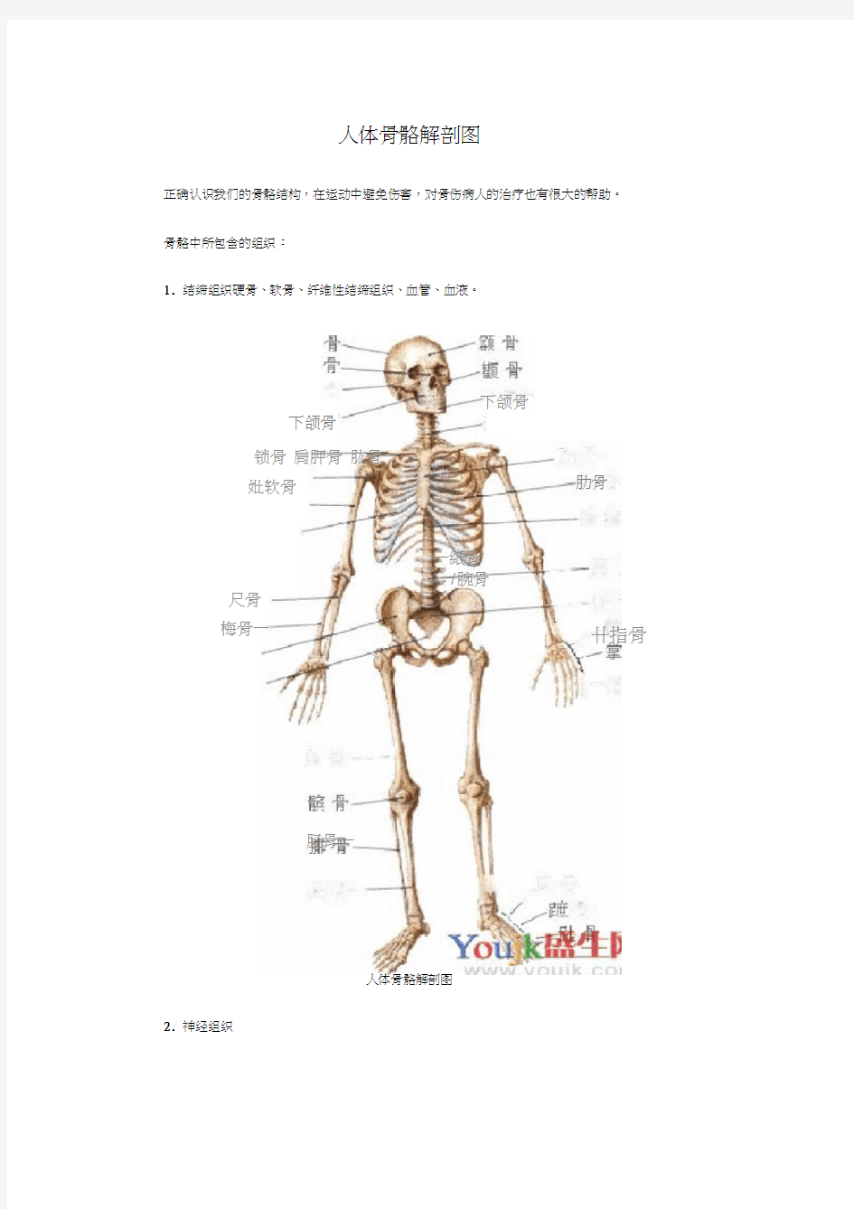 人体骨骼解剖图(20200718095600)