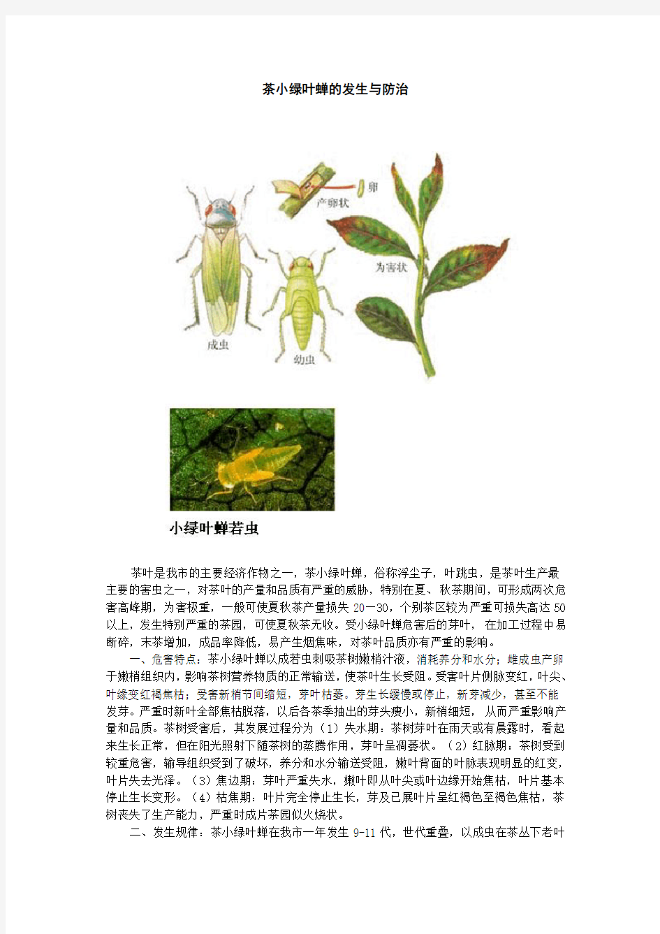 茶小绿叶蝉的发生与防治