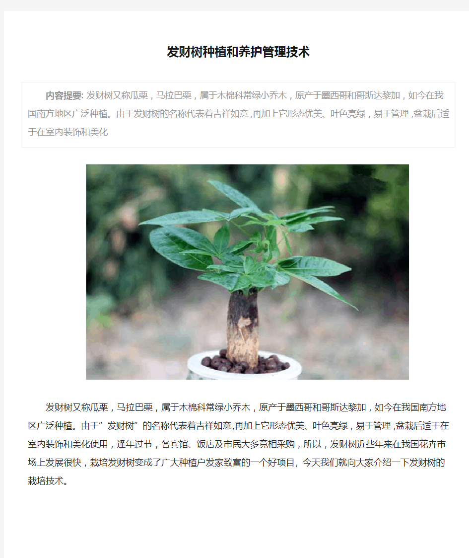 发财树种植和养护管理技术
