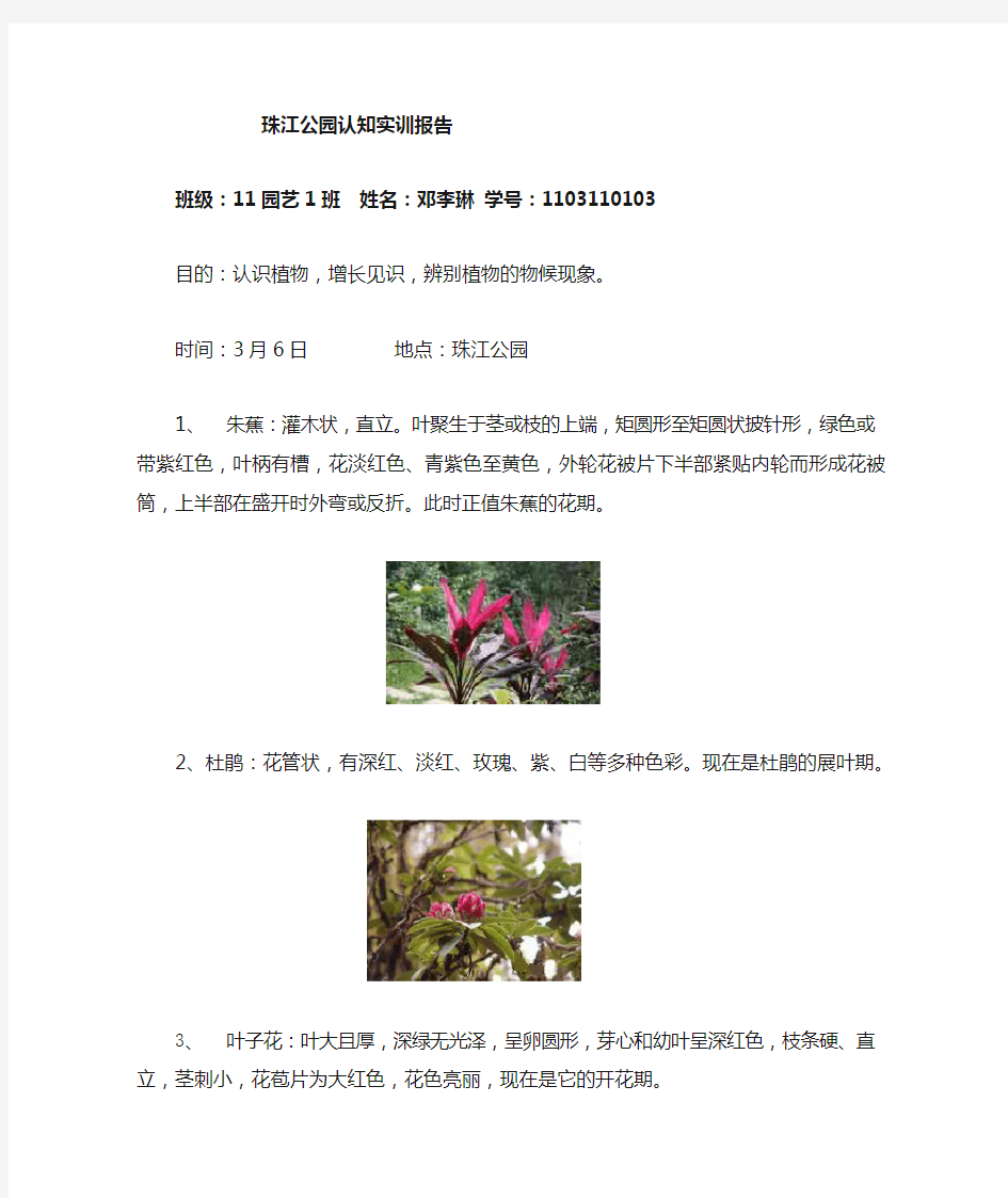 珠江公园植物认知