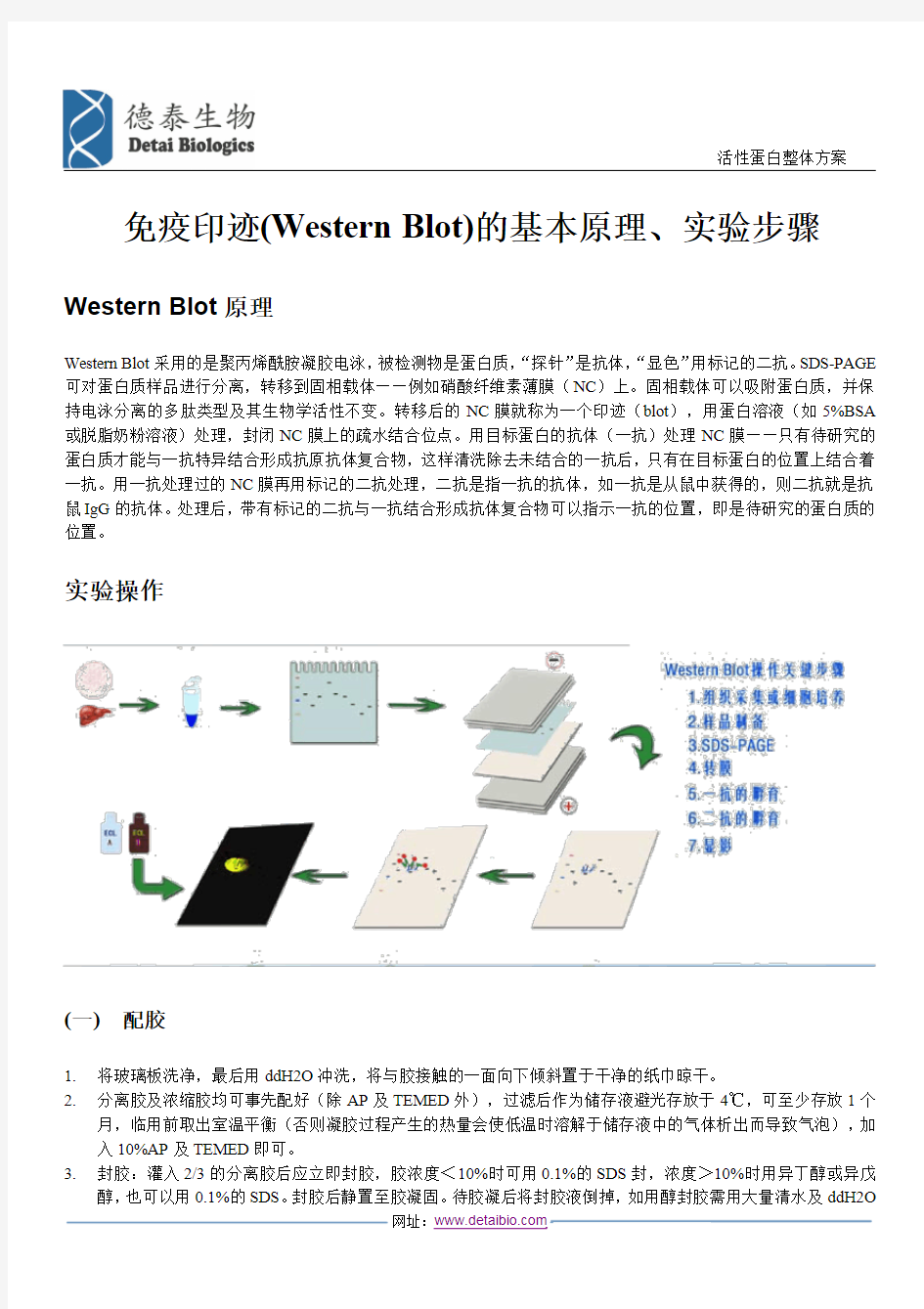 免疫印迹(Western Blot)的基本原理、实验步骤