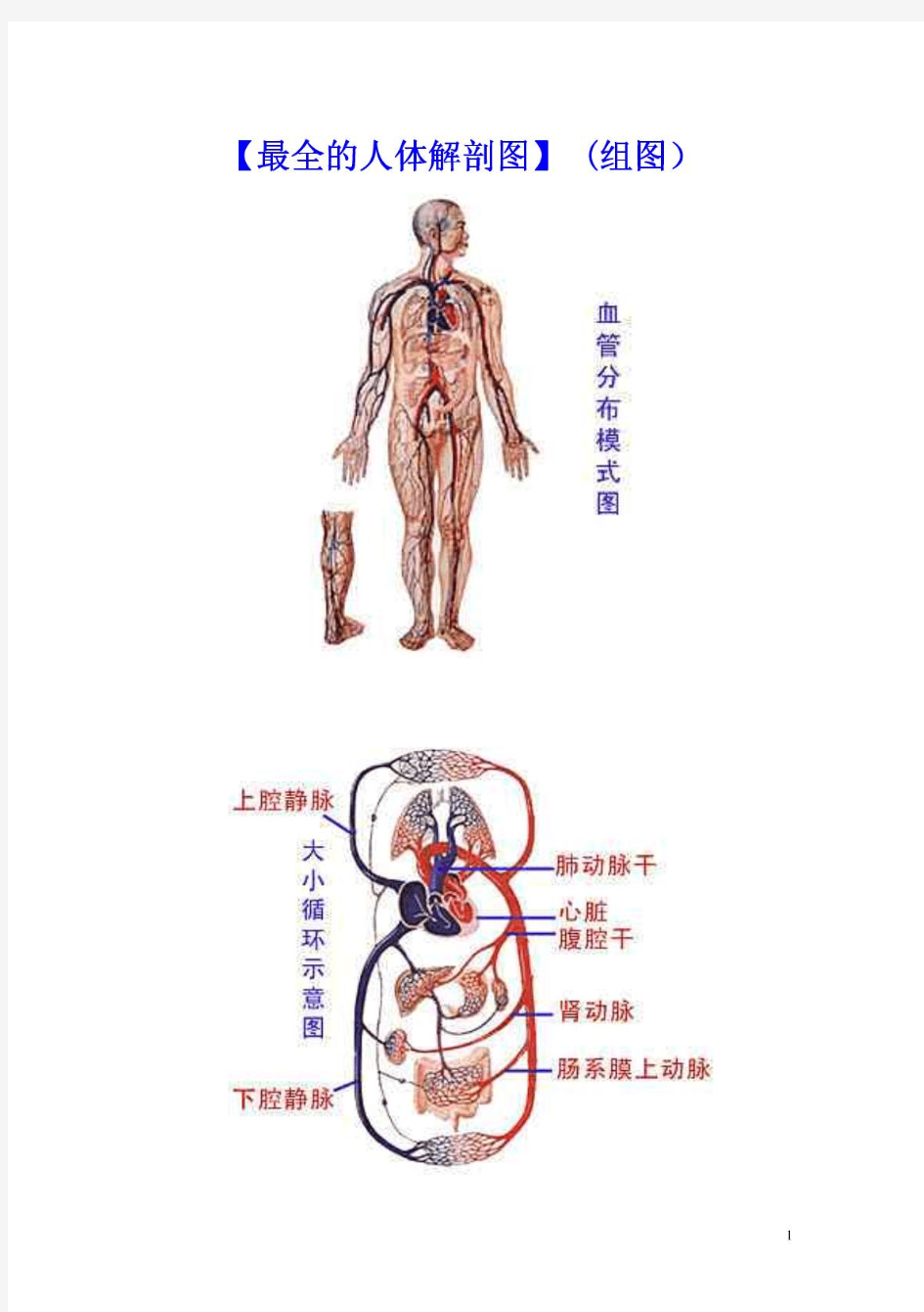 医学经典：最全的人体解剖图