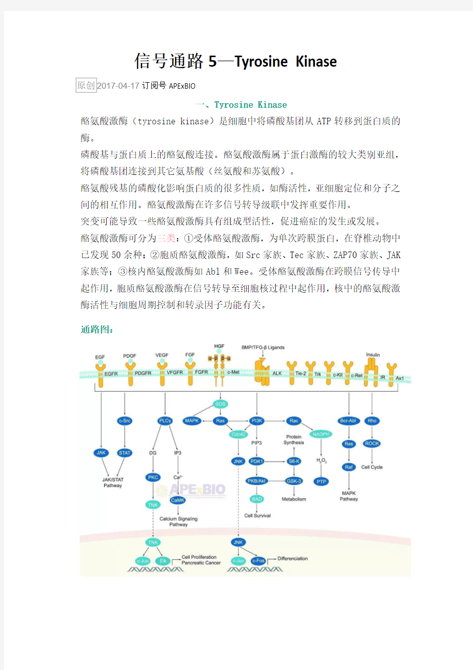 信号通路5—Tyrosine Kinase