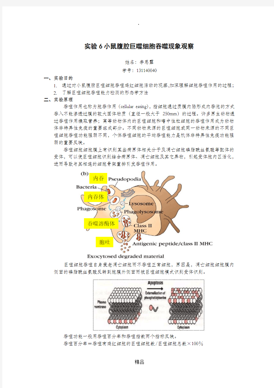 实验6小鼠腹腔巨噬细胞吞噬现象观察