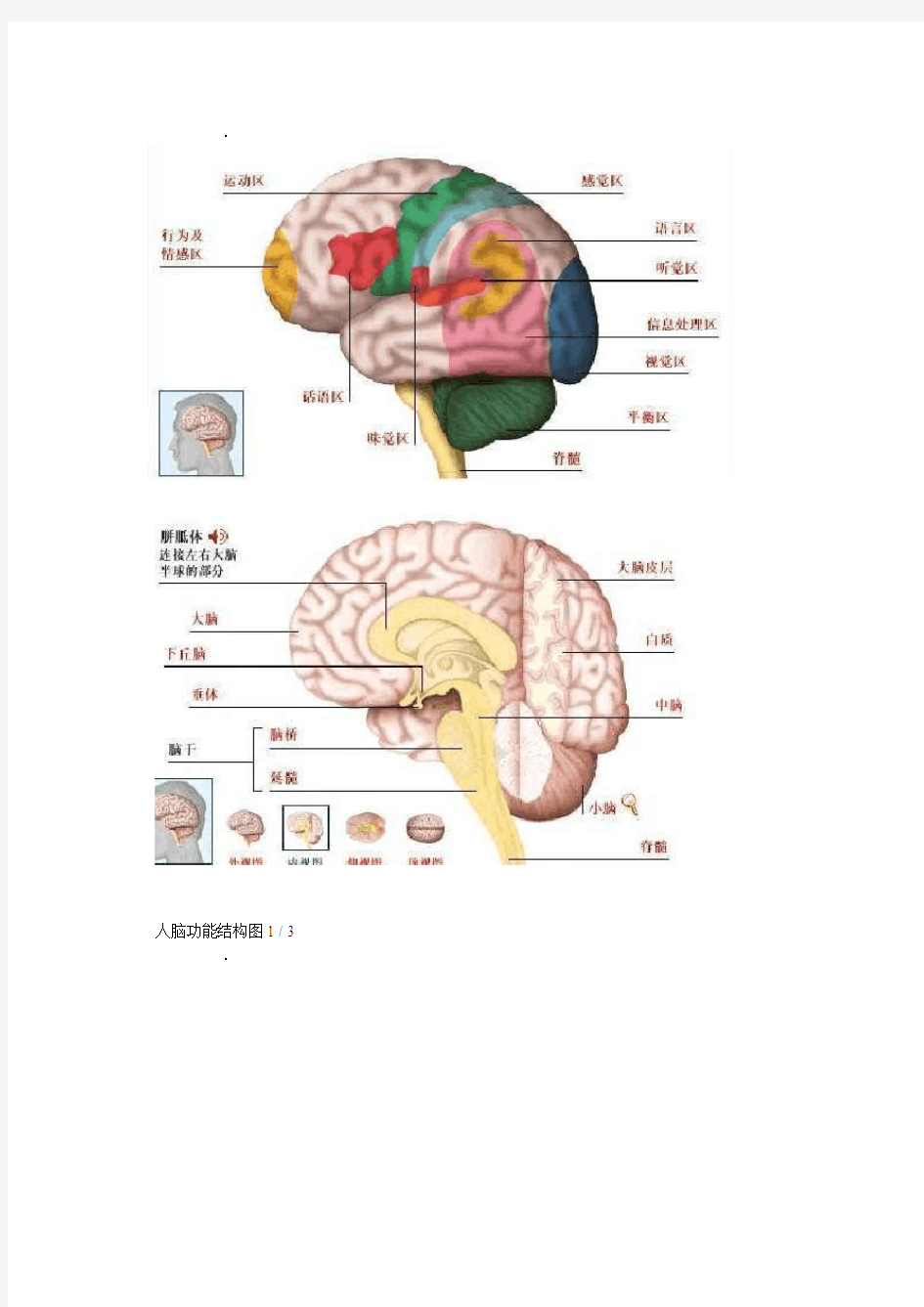 人脑功能结构图