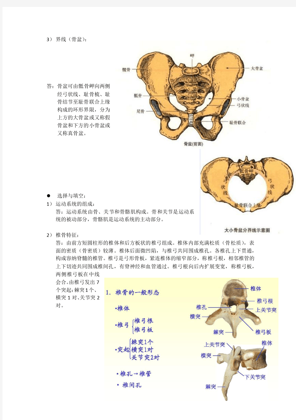 华中科技大学解剖学复习题和答案配图版