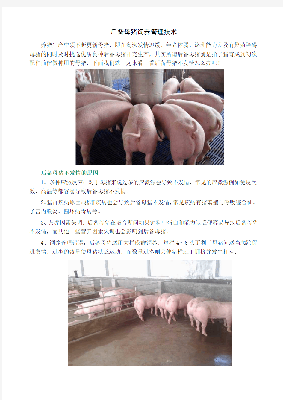 后备母猪饲养管理技术