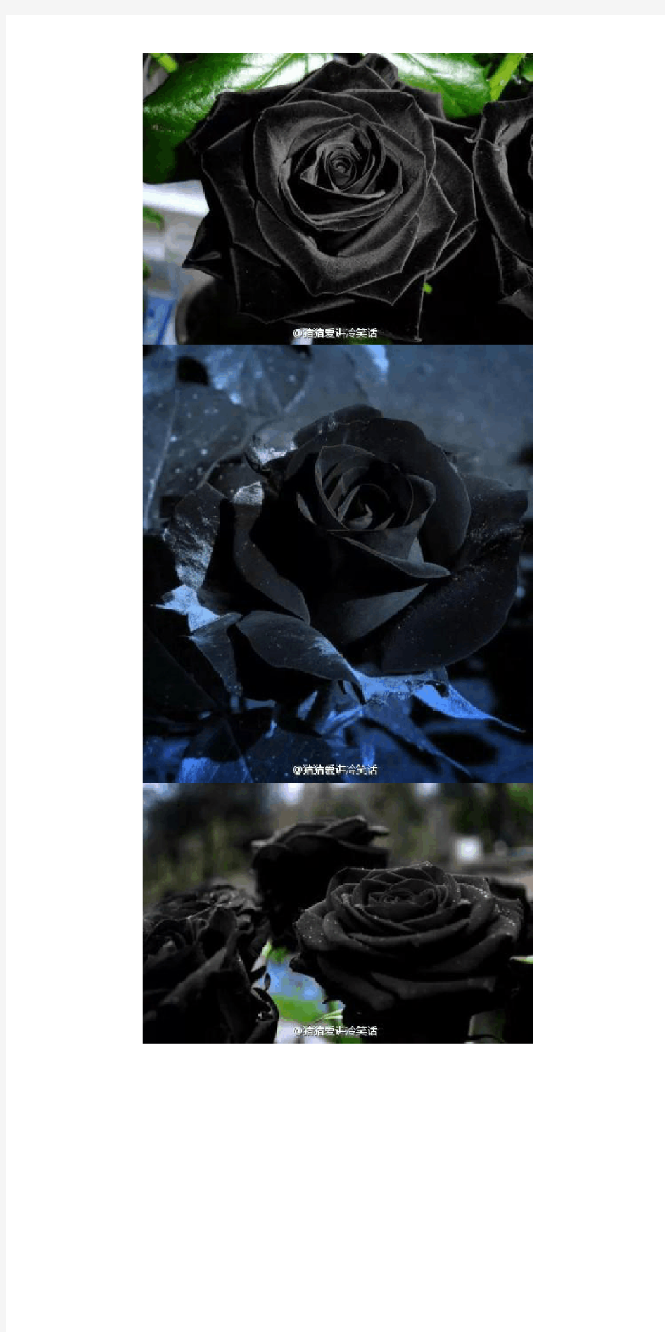 Black Rosevil,全世界最稀有的黑色玫瑰极罕见品种。