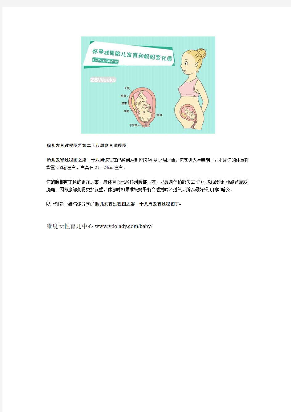 胎儿发育过程图之第二十八周发育过程图