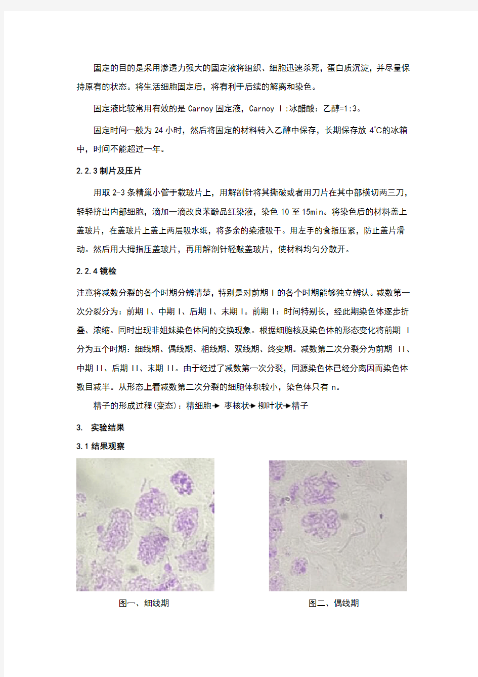 蝗虫精巢减数分裂观察实验报告-时明辉