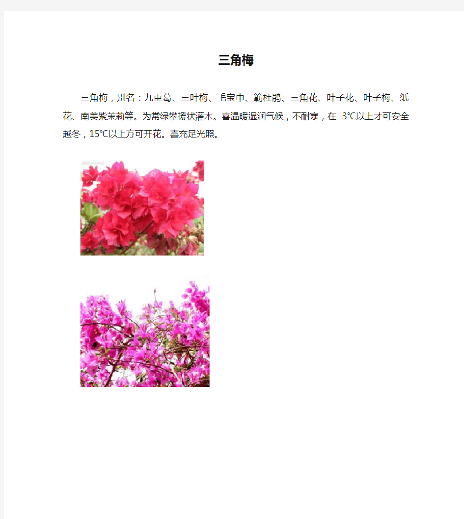 花卉百科：三角梅(叶子花)_图文(精)