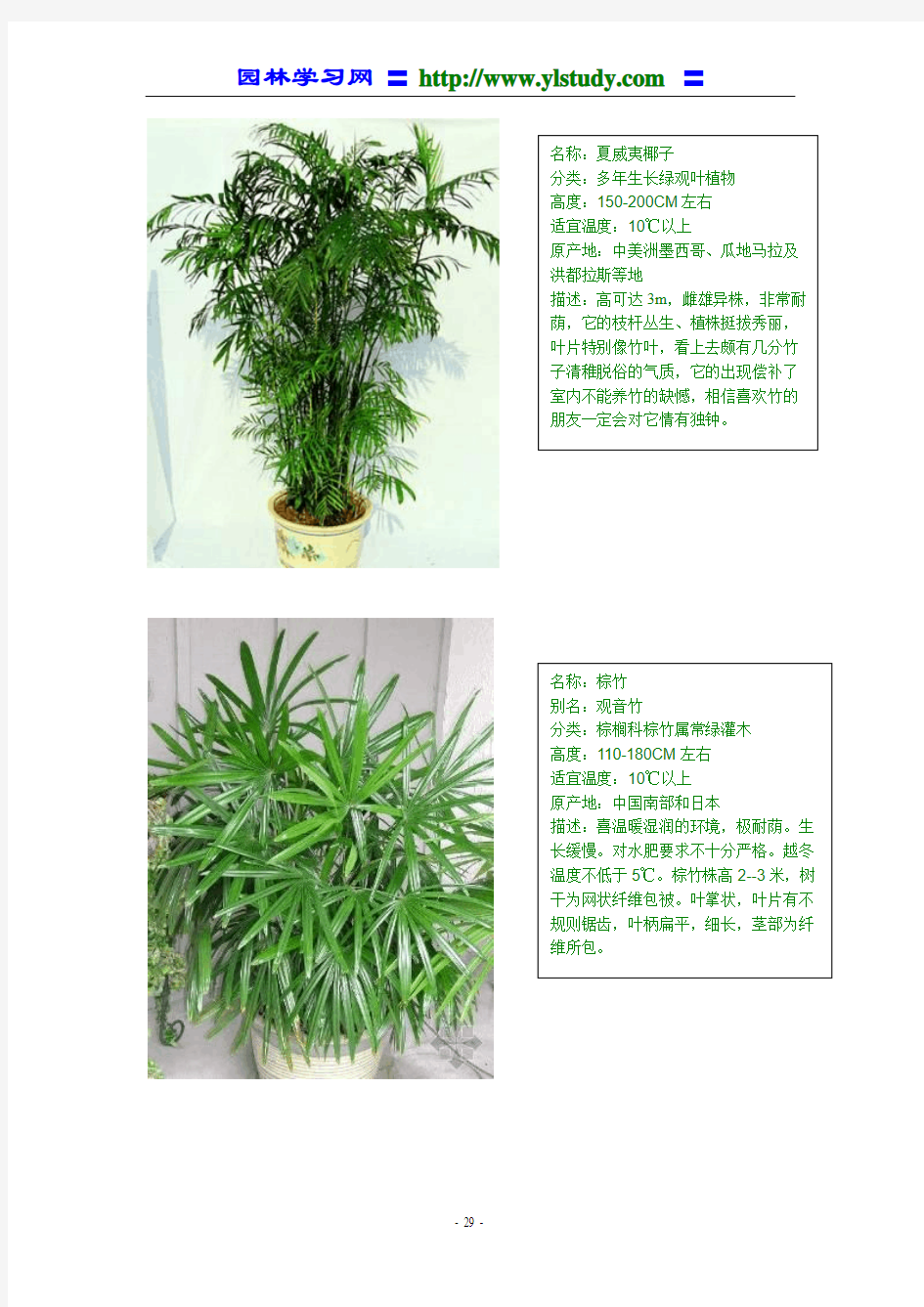 室内花卉摆放及特性2