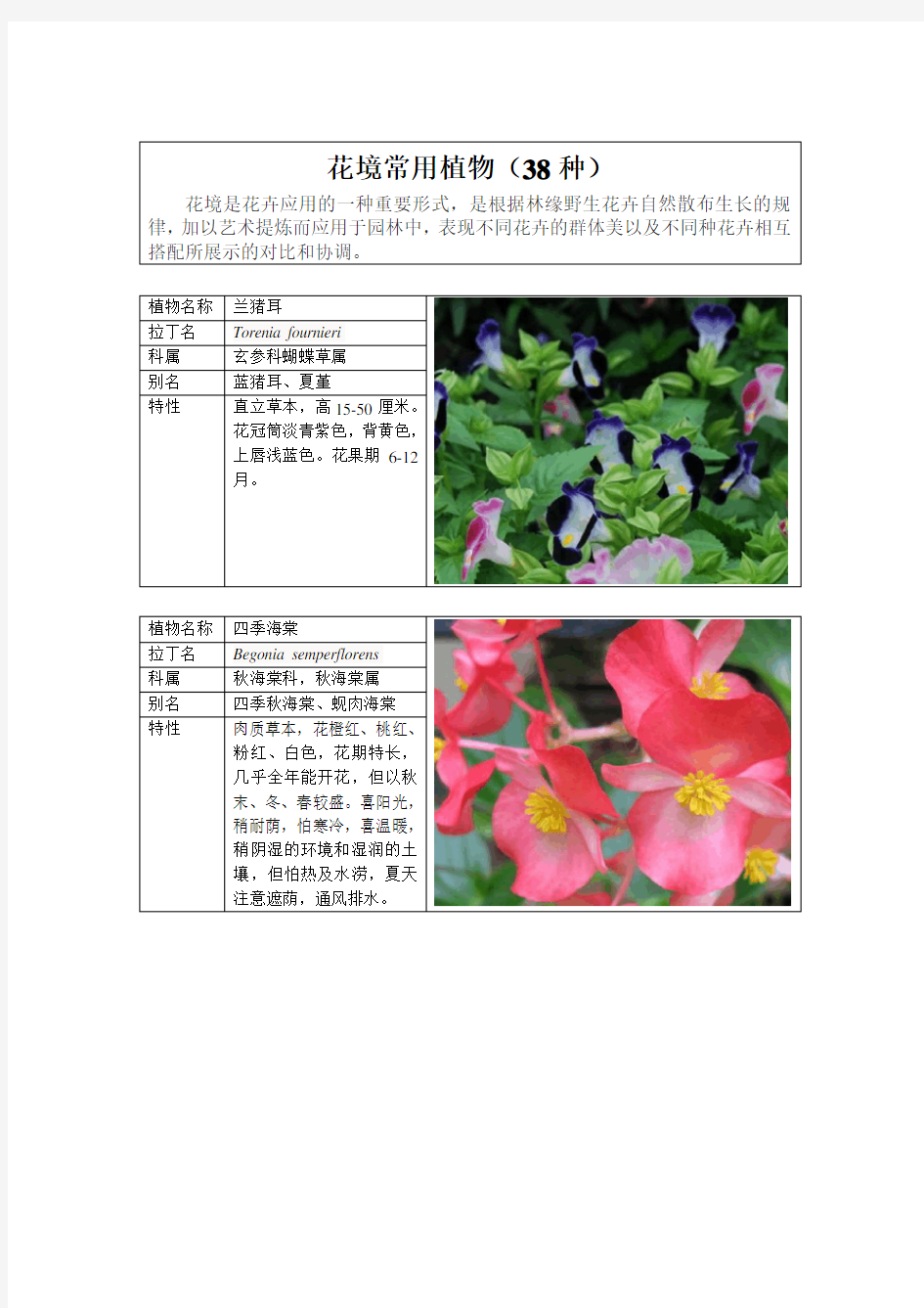 花境植物表