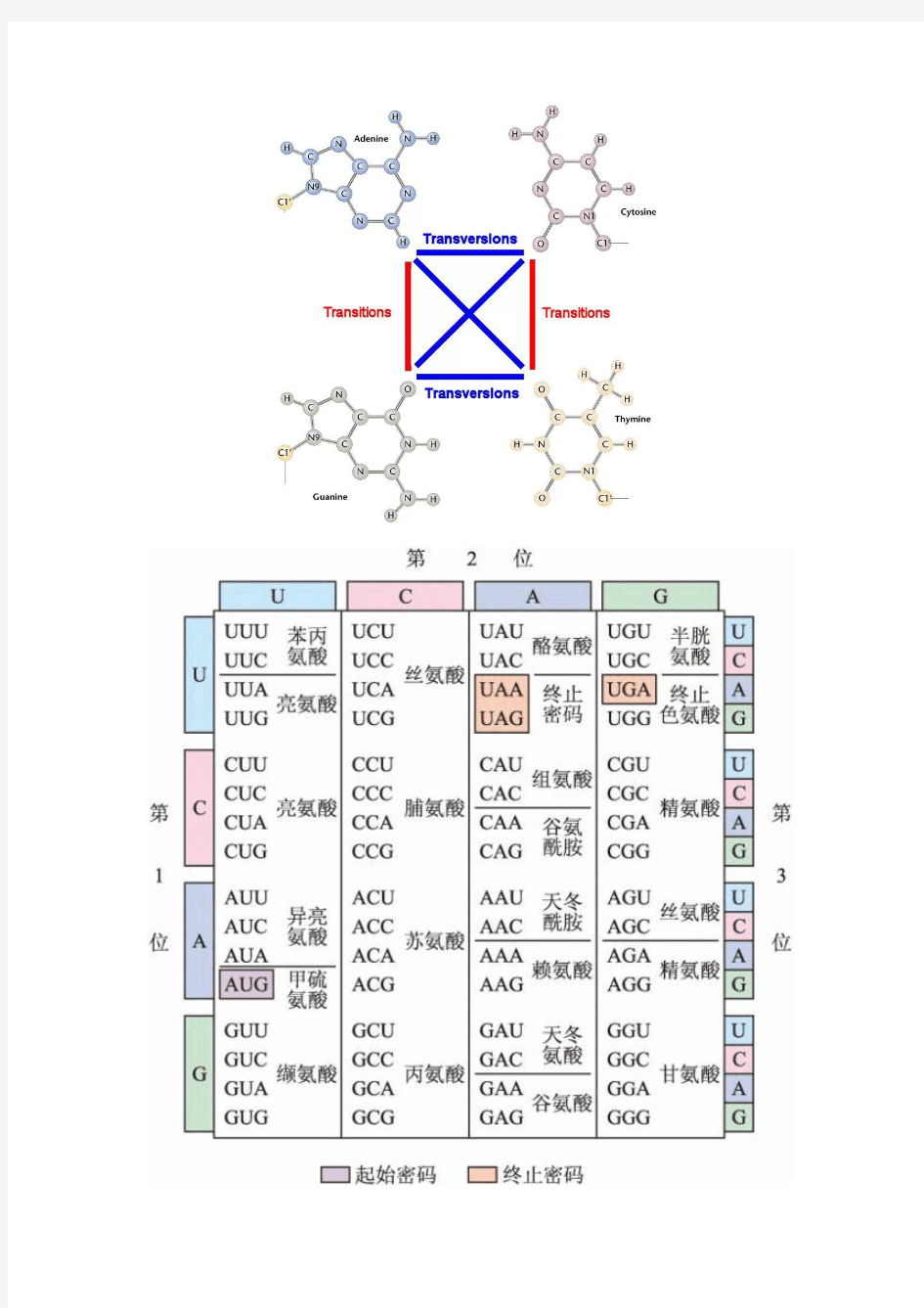 氨基酸三联密码子表+SNP类型