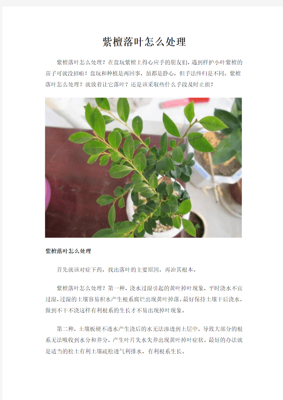 紫檀落叶怎么处理