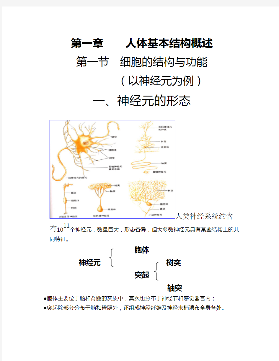 华师大神经生物学笔记：第一章人体基本结构概述