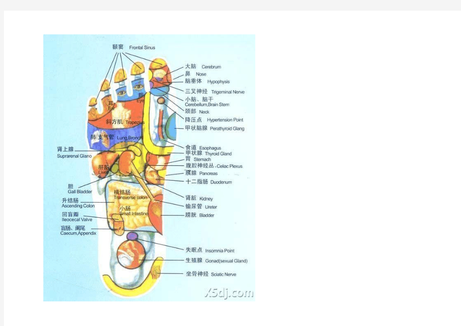 -足部穴位图(附详解)