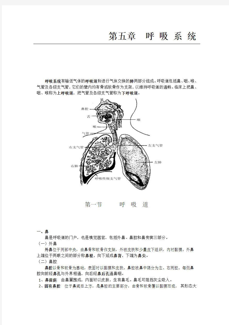 医学笔记：人体解剖学之呼吸系统