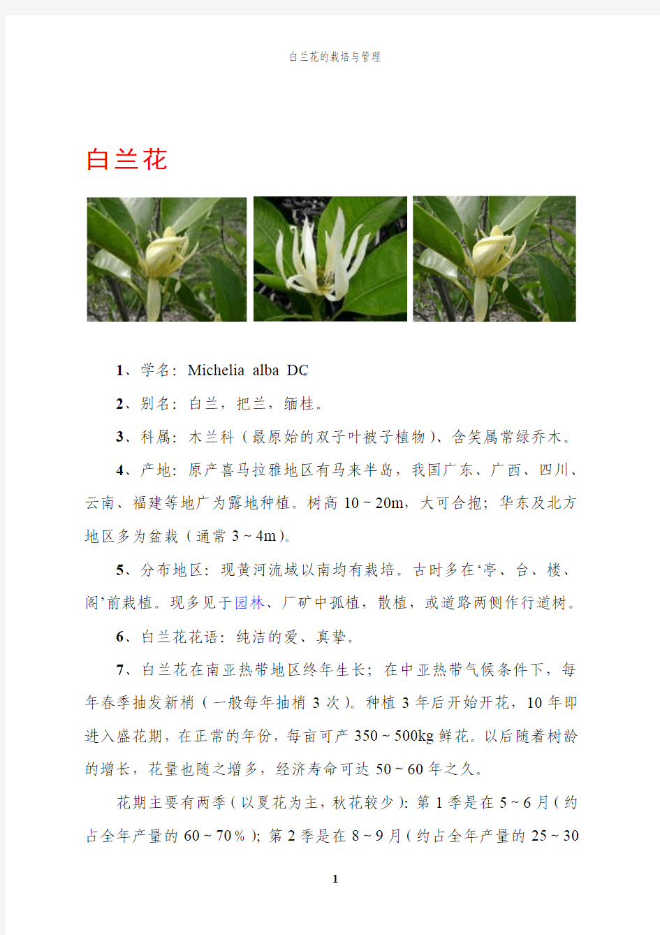 白兰花种植与管理