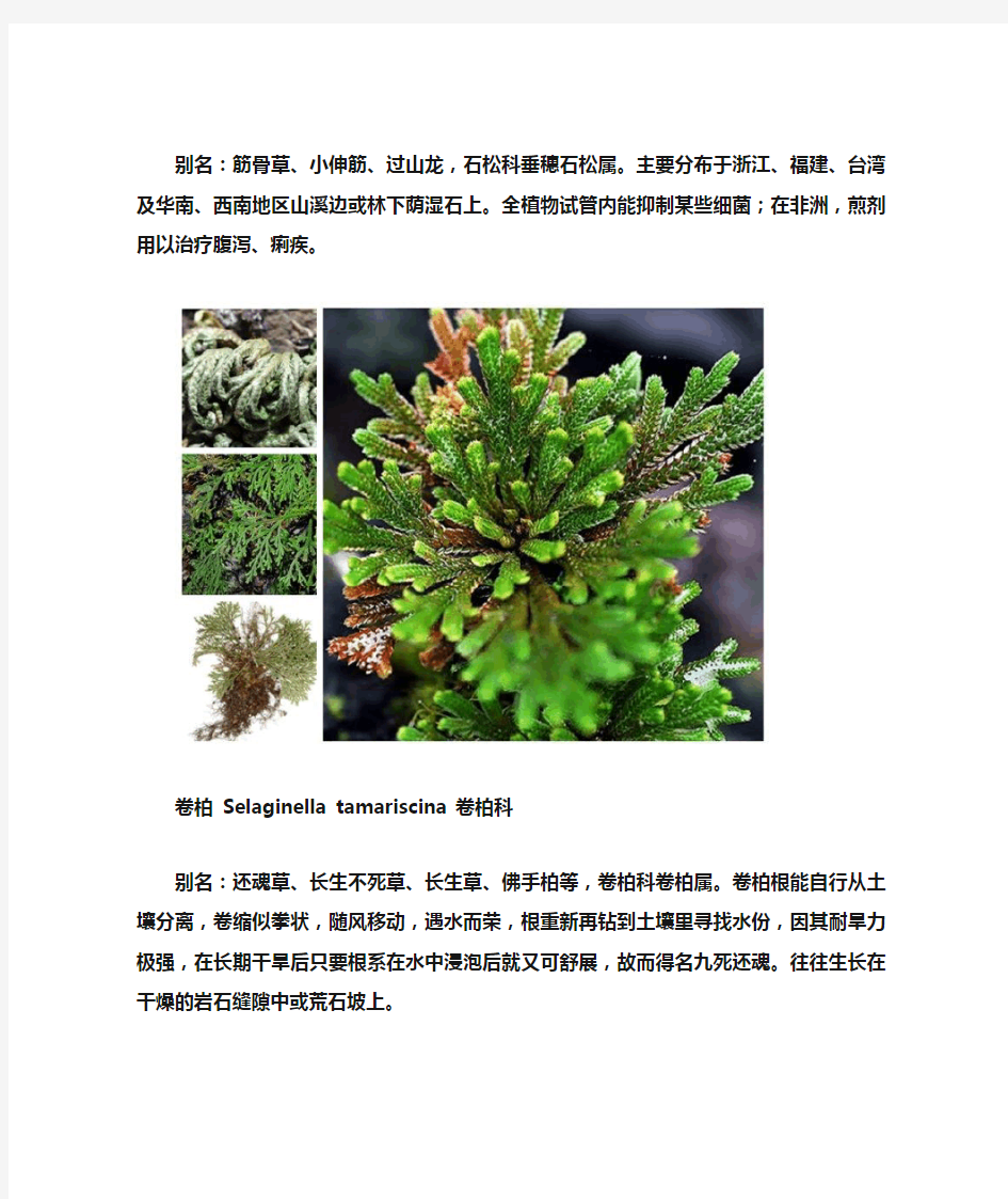 2020年常见蕨类植物图鉴