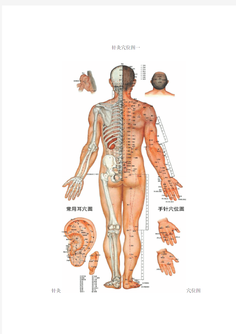 人体全身经络穴位彩图