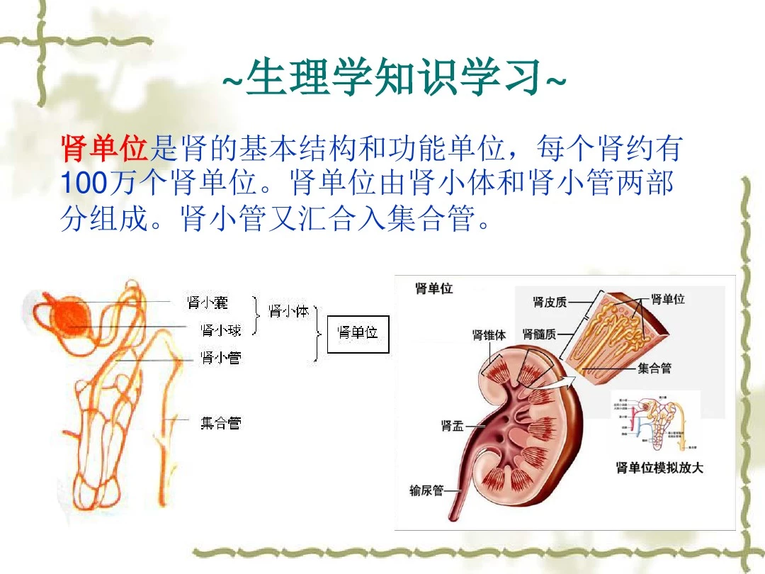 药理学 第13章 利尿药