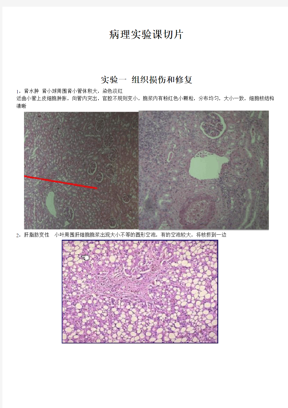 最新病理学切片和标本