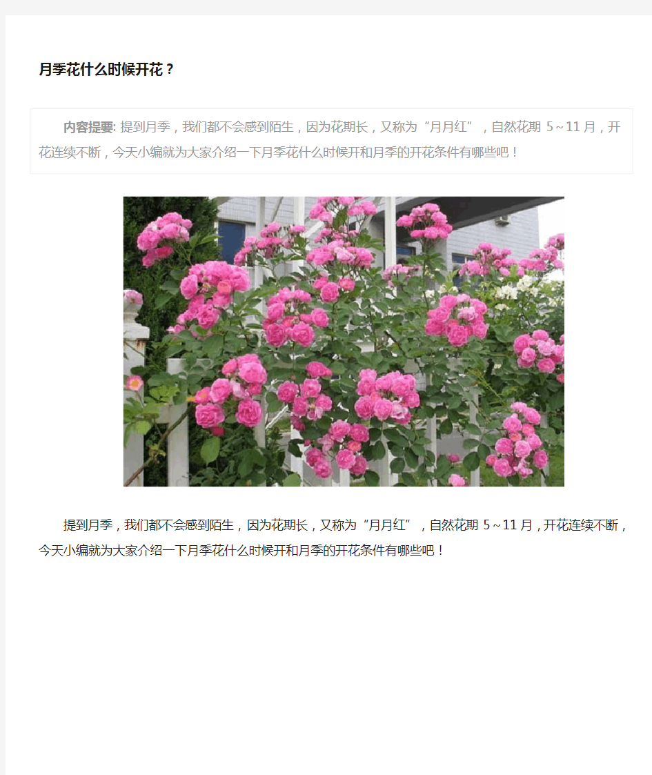 月季花什么时候开花