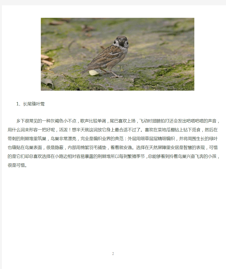 广东常见鸟类