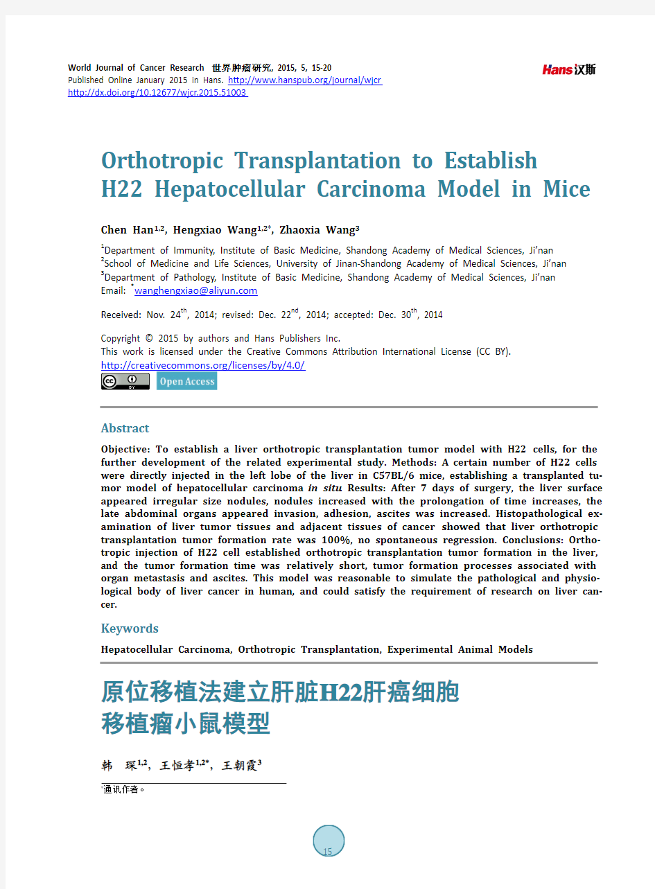 原位移植法建立肝脏H22肝癌细胞移植瘤小鼠模型