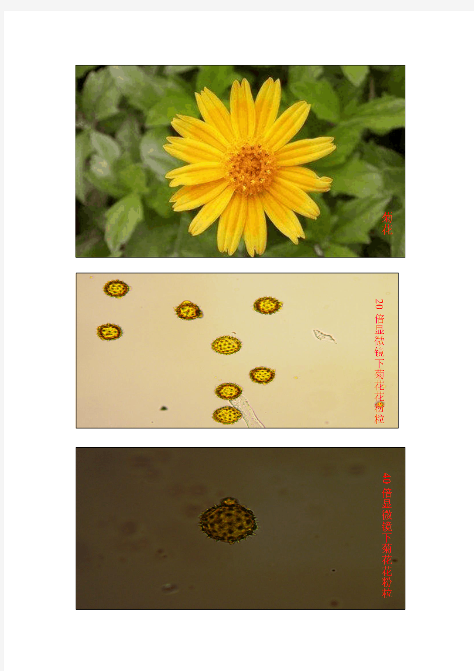 菊花及其花粉粒形态