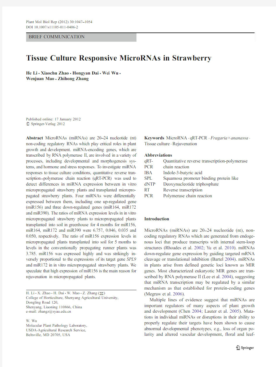 Tissue Culture Responsive MicroRNAs in Strawberry