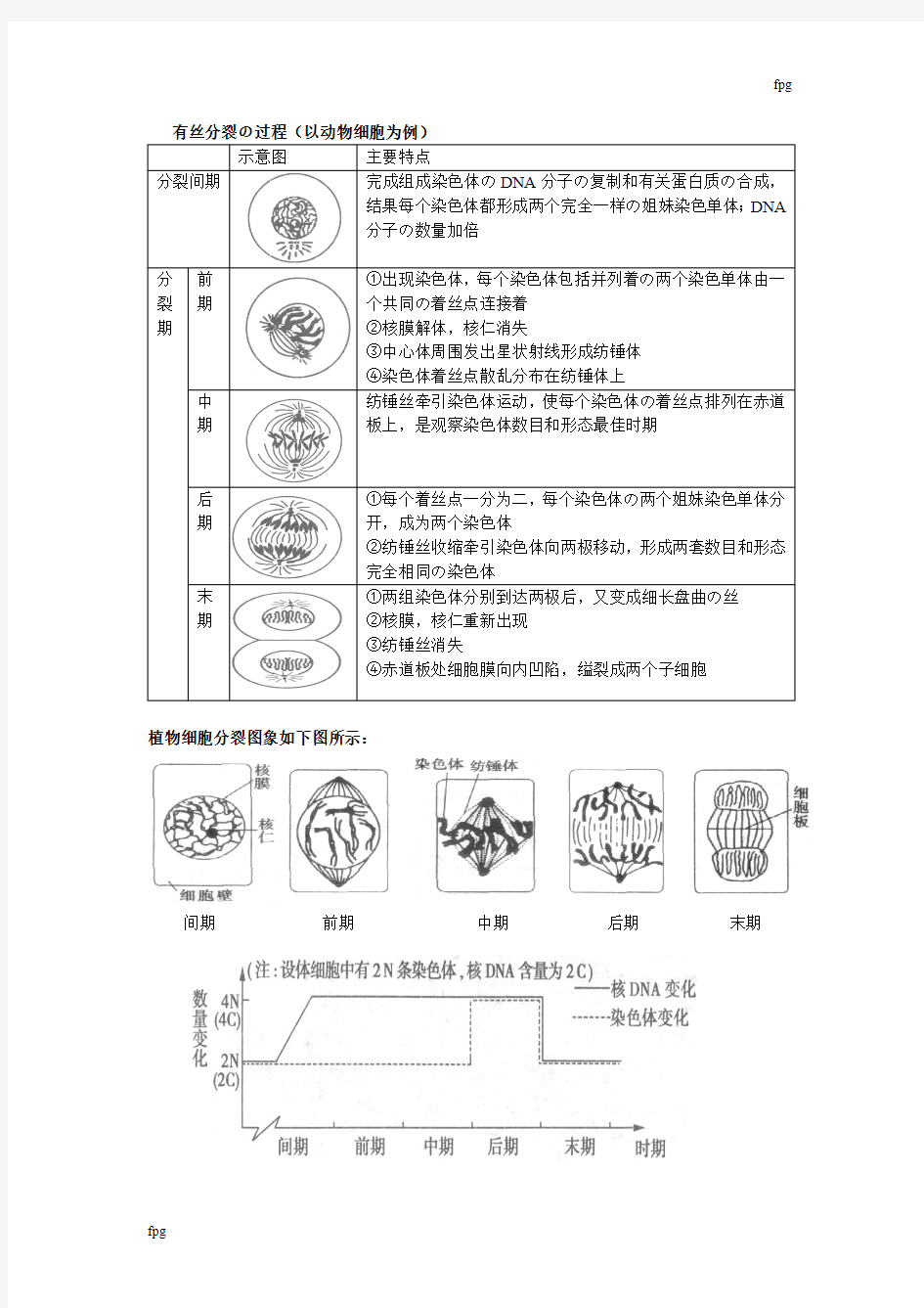 有丝分裂和减数分裂的过程和图像