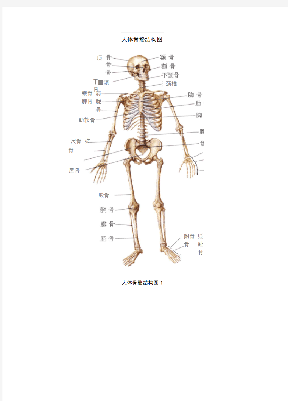 人体骨骼结构图