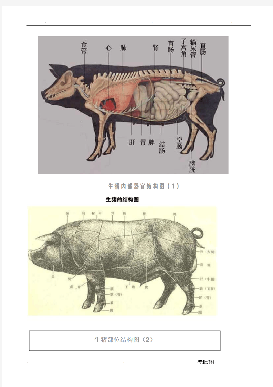 猪各部位详细结构图