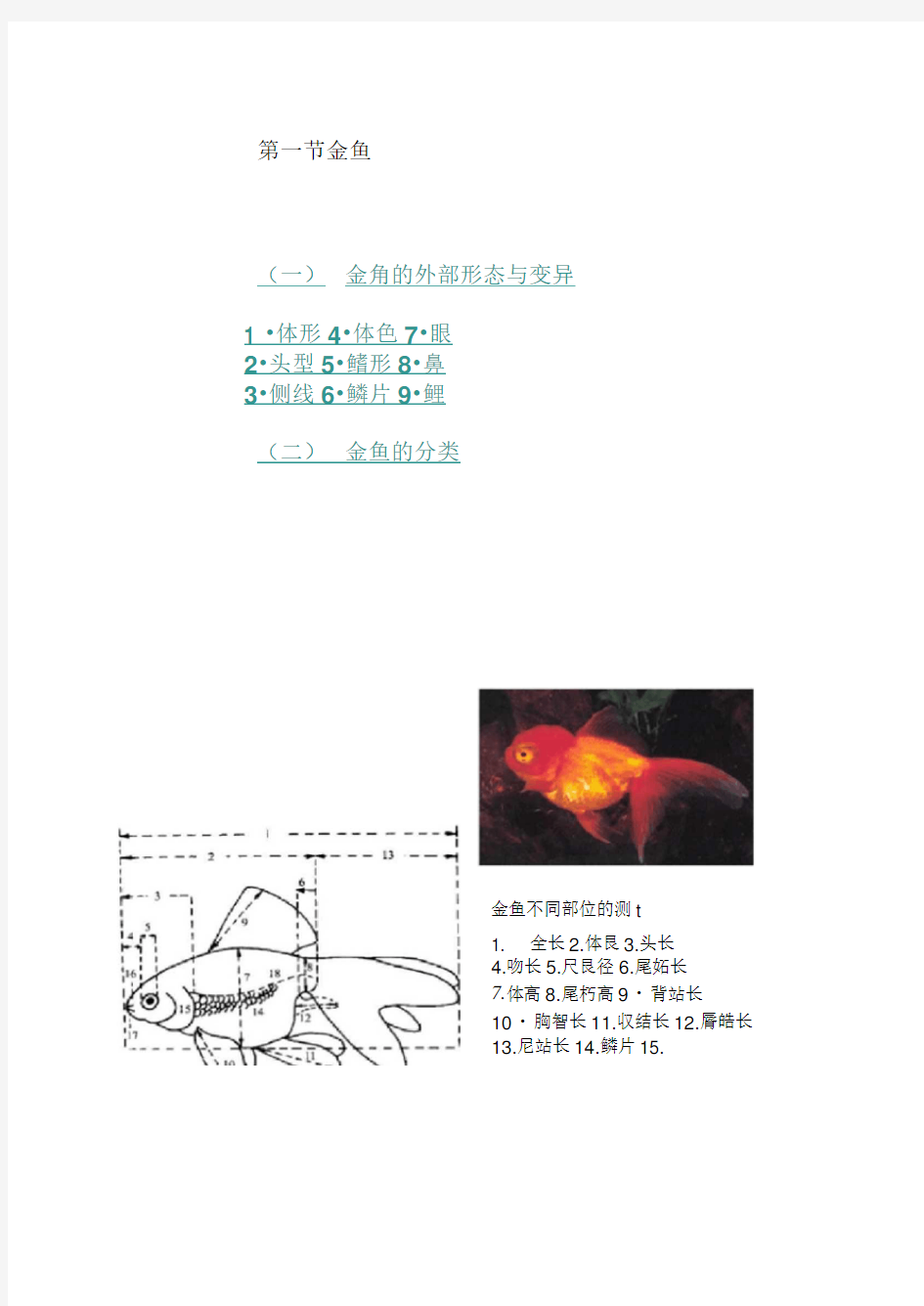 金鱼的形态与种类.