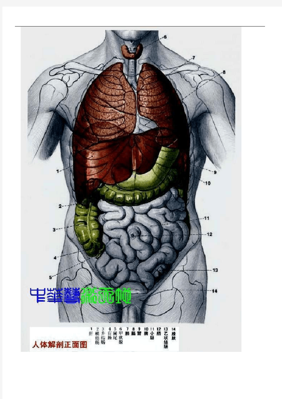 人体内脏全面解剖结构图