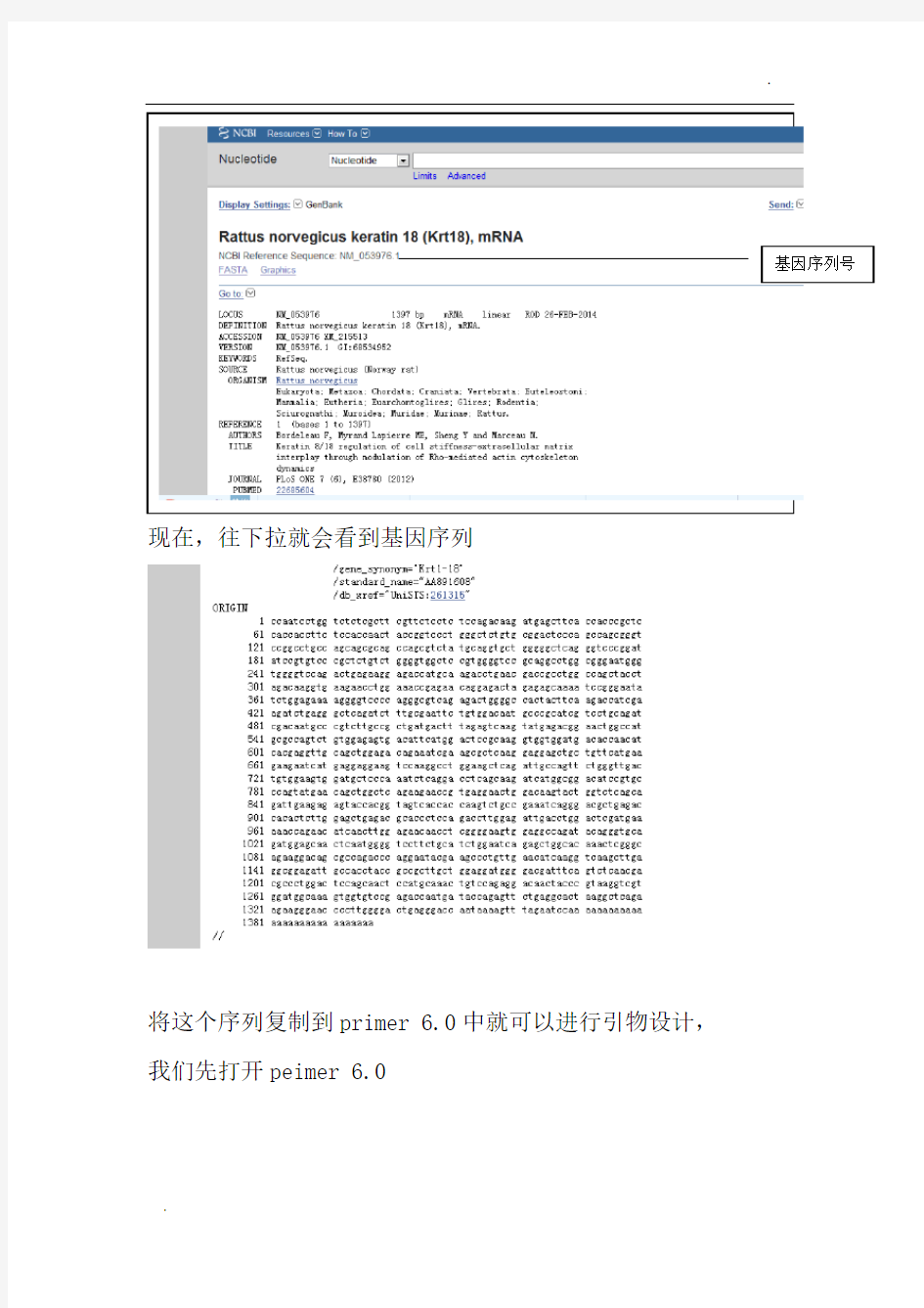 primer 6.0 引物设计教程