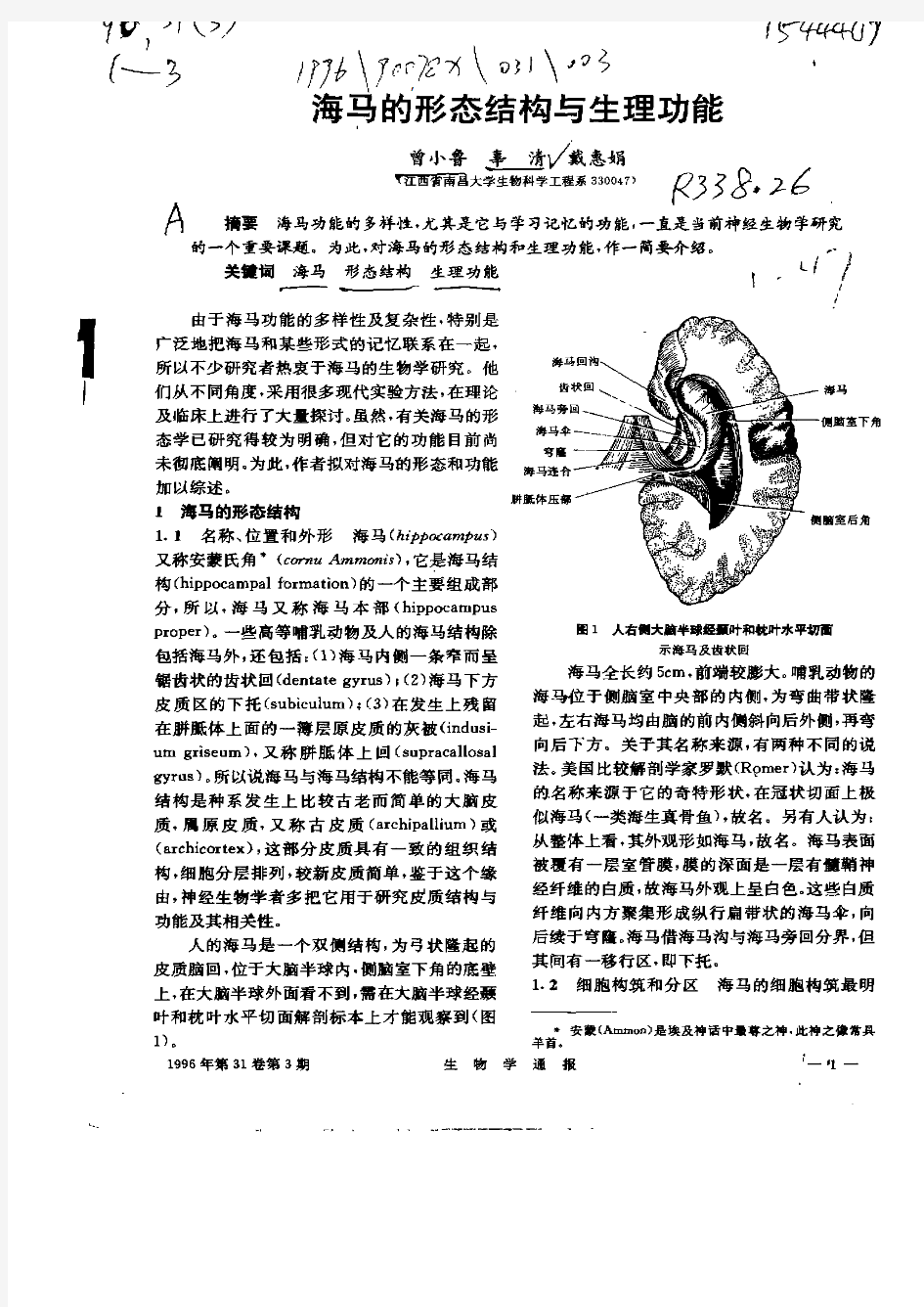 海马的形态结构与生理功能