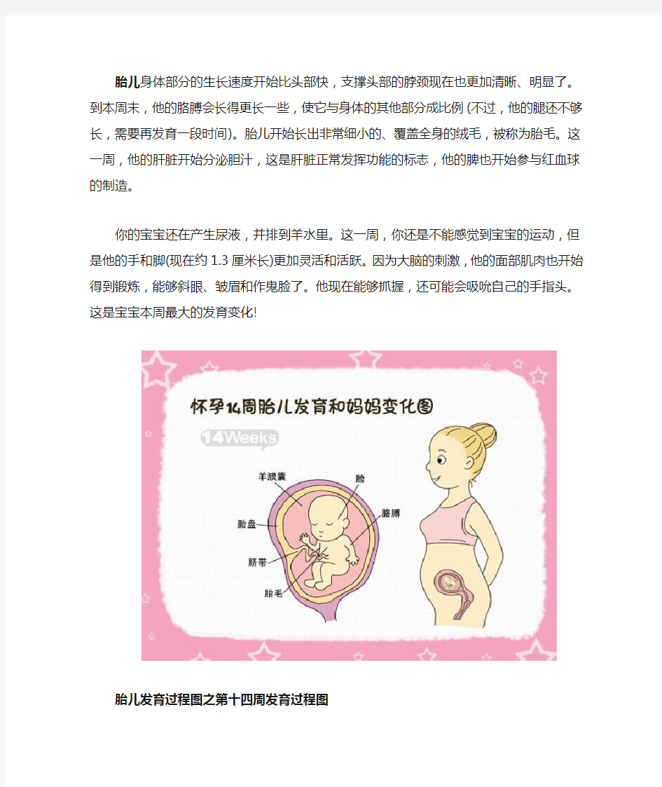胎儿发育过程图之第十四周发育过程图