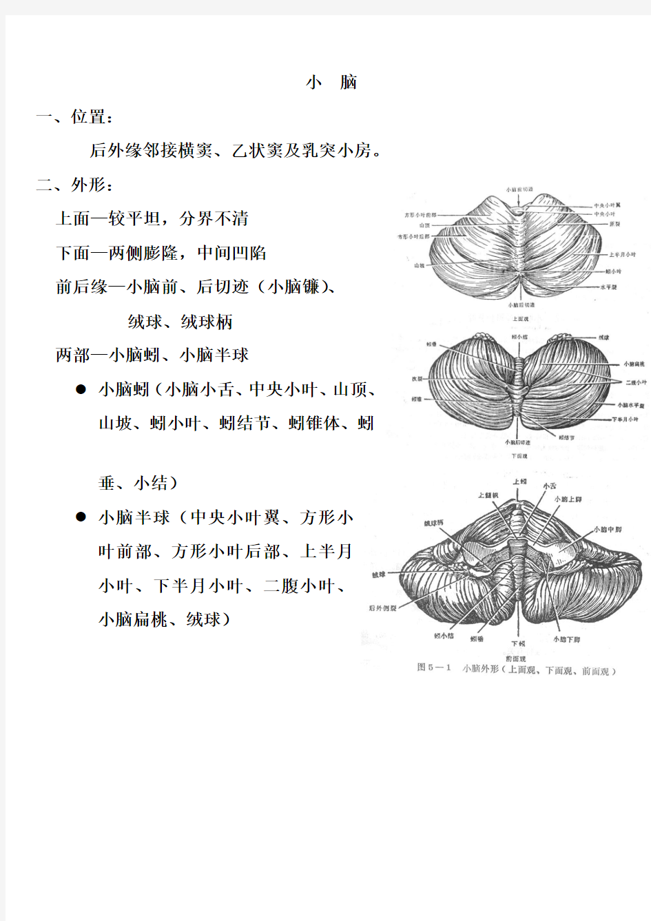 小  脑-神经解剖学讲稿