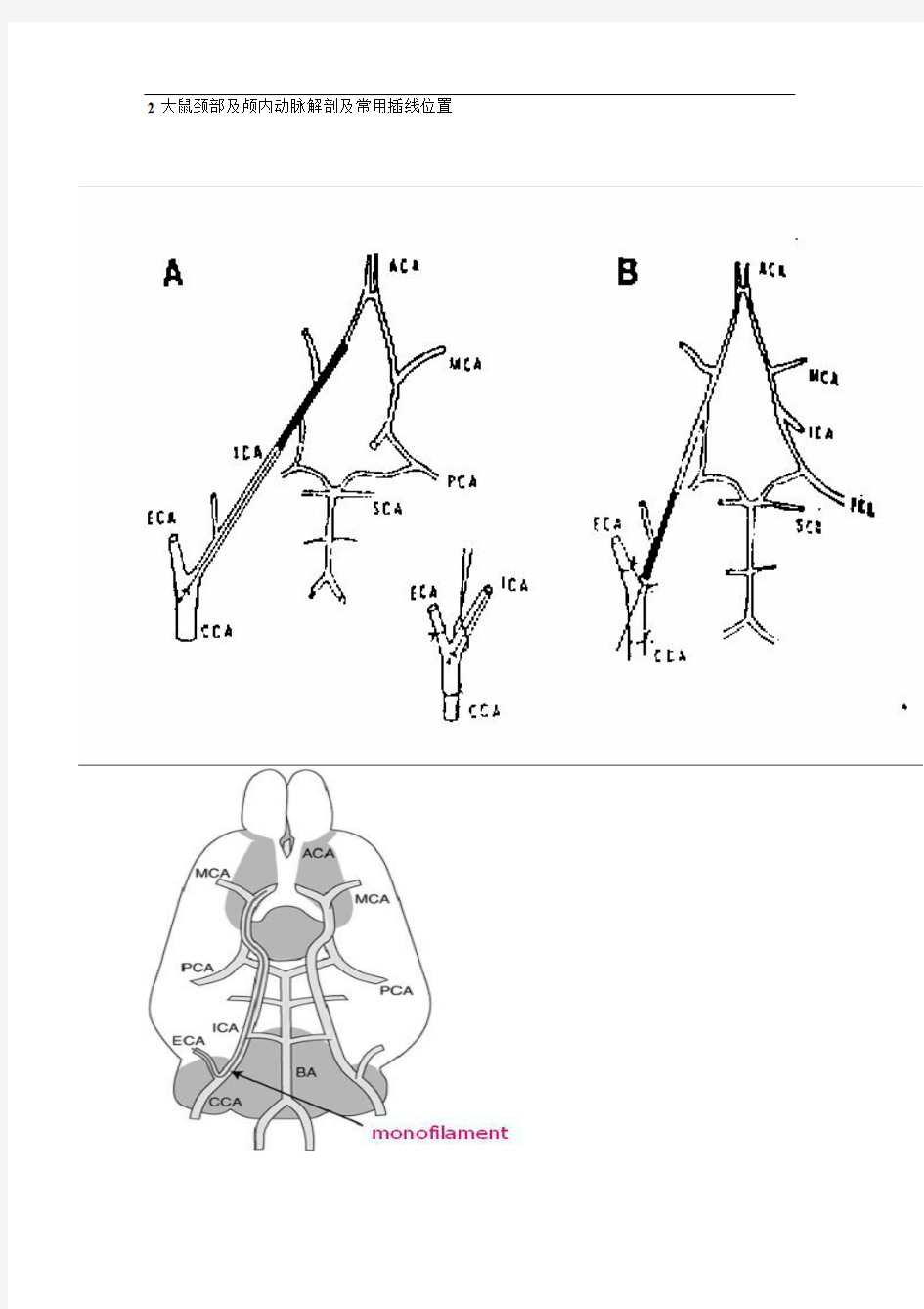线栓法大鼠脑缺血再灌注模型(MCAO)制备方法pdf