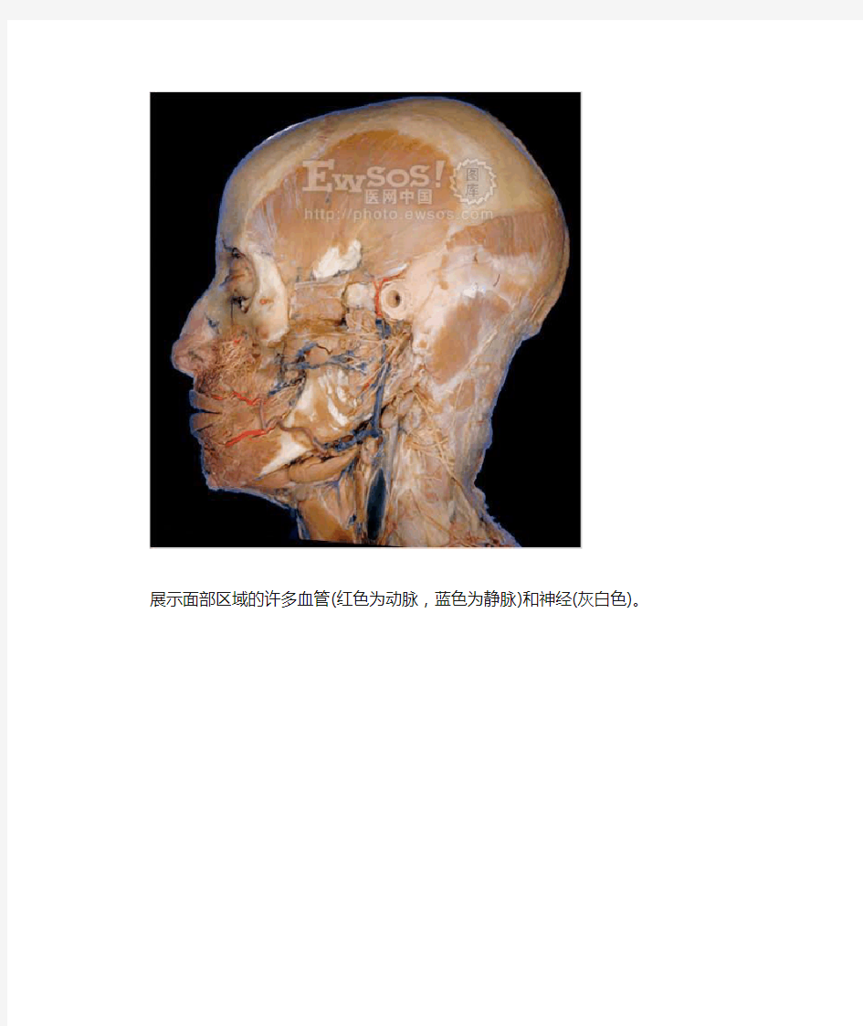 此解剖图展示了头皮上的道道血管和神经