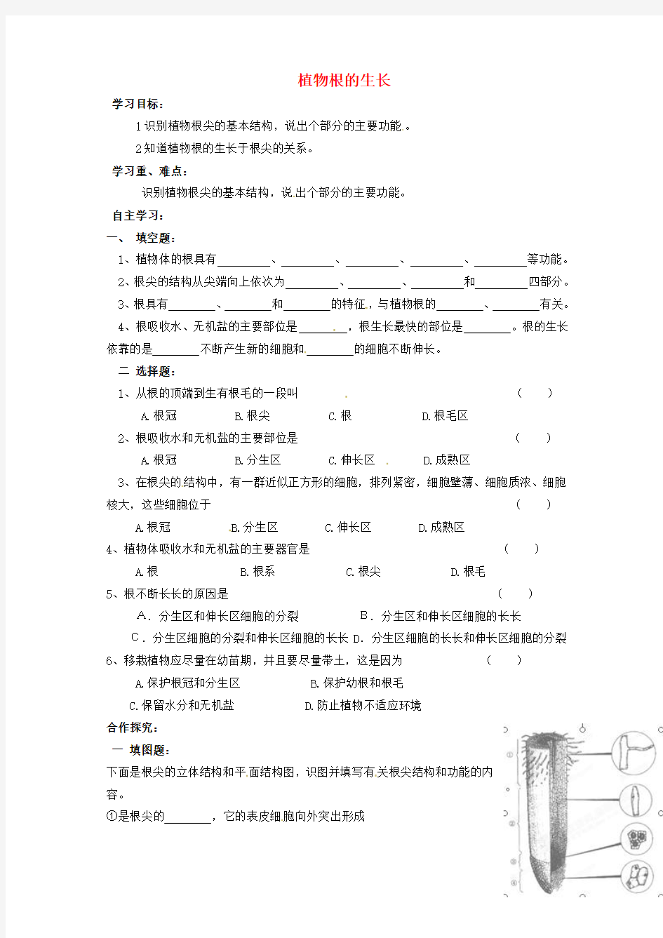 山西省垣曲县华峰初级中学七年级生物上册 3.5.2 植物根的生长导学案