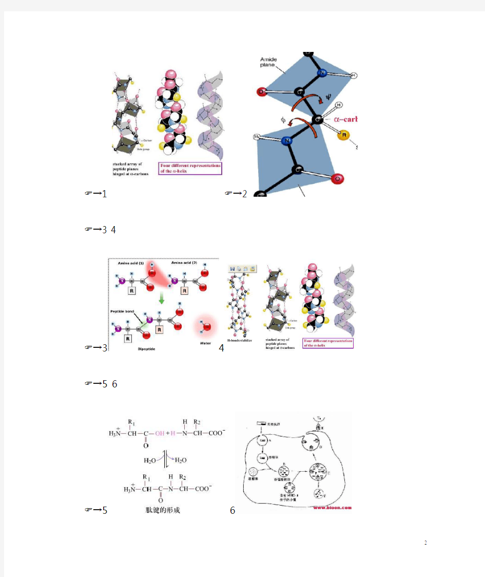 肽键肽聚糖分子结构_图片_互动百科